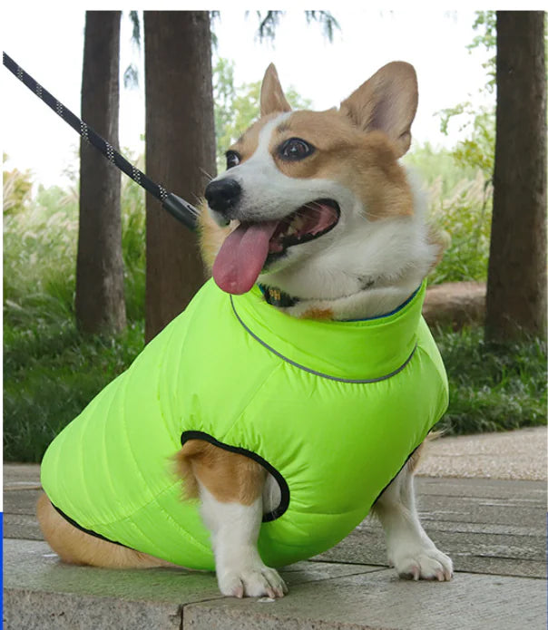 Chic Pet Outfits for All Sizes